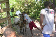 Donkey carrying supplies in Île à Vache